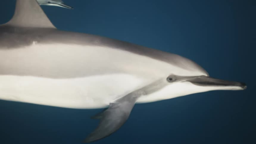 Dolphins swimming in a vast blue sea