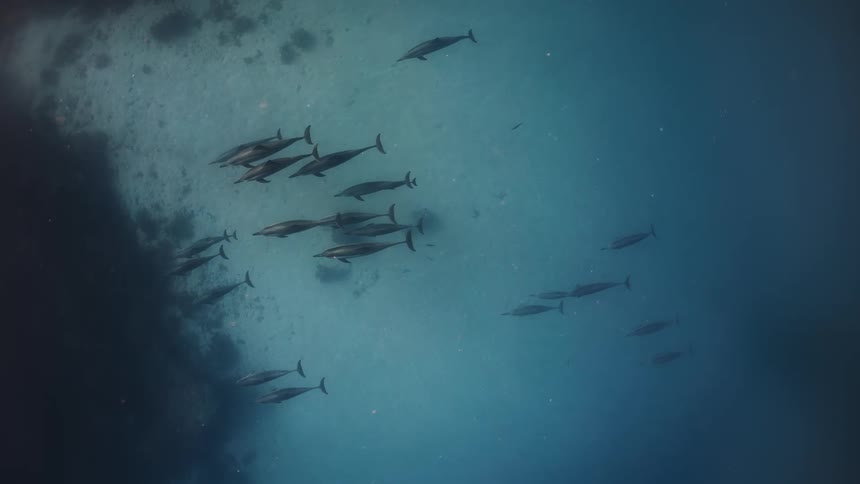 A pod of dolphins swimming together
