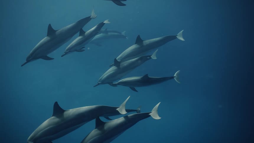 Dolphins walking together in the sea