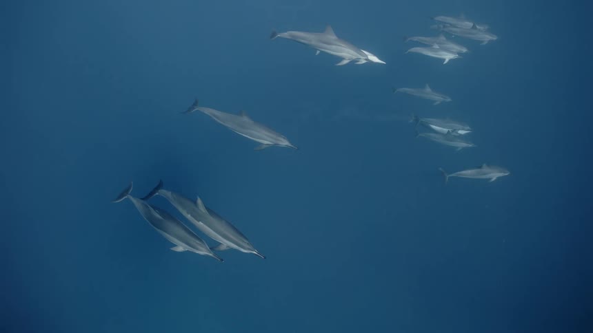 Dolphins walking in a group in the blue sea