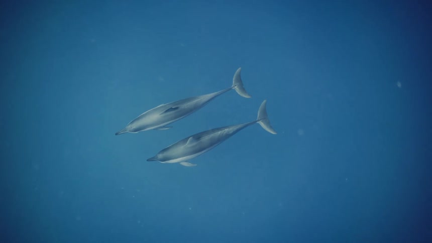 A clip of two sharks swimming