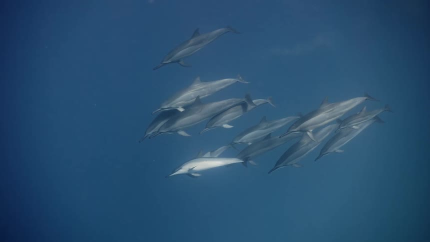 A pod of dolphins swimming together