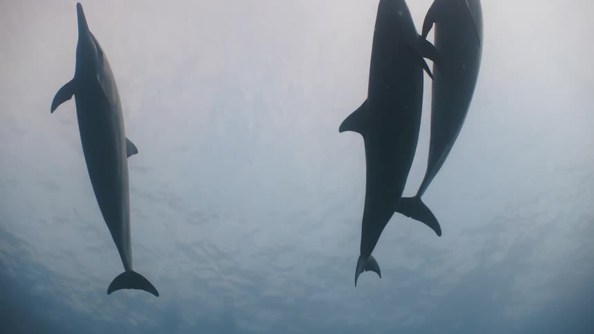 Dolphins swimming towards the surface in the ocean