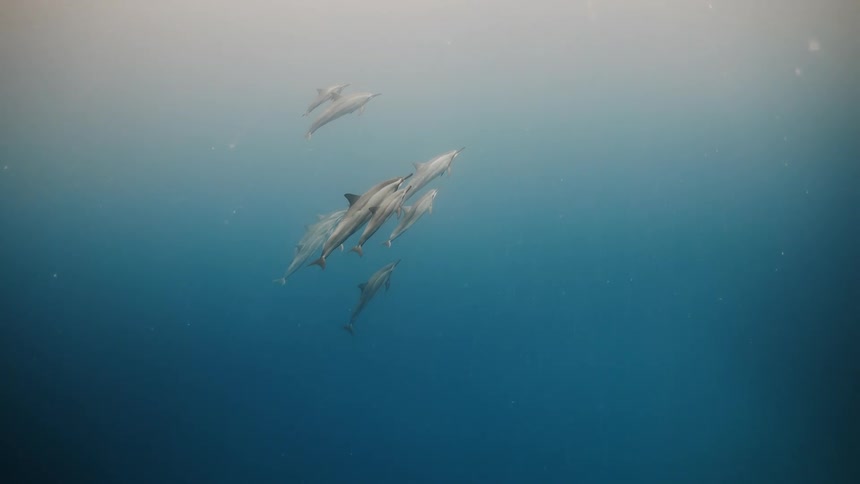 Several dolphins swim in the sea