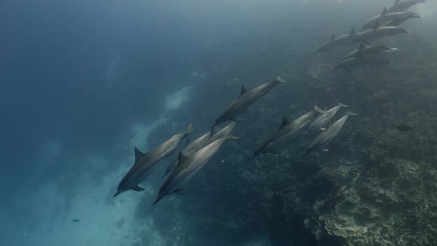 Dolphins swim together over a coral reef on the seabed
