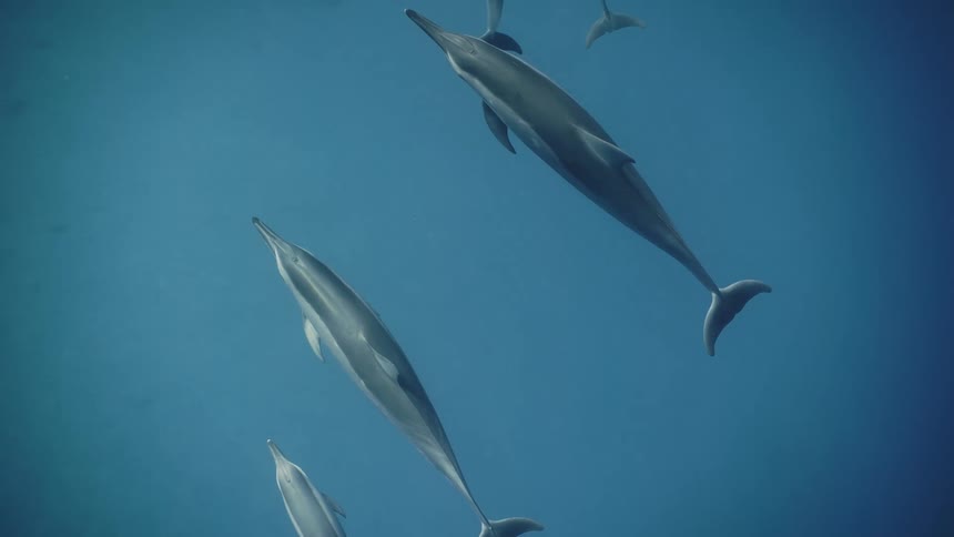 Dolphins walking in the depths of the ocean