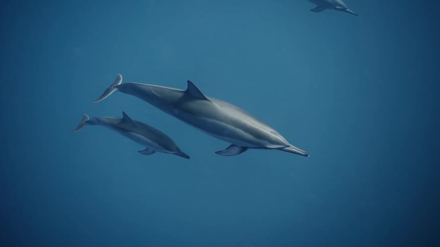 A group of dolphins swimming at the bottom of the ocean