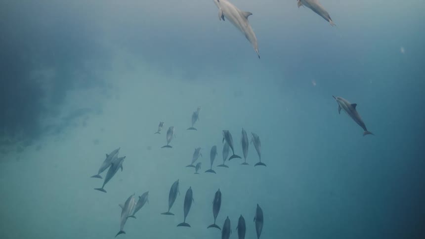 A pod of dolphins swimming together