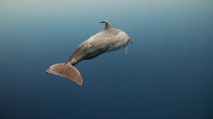 A dolphin swims in the deep ocean