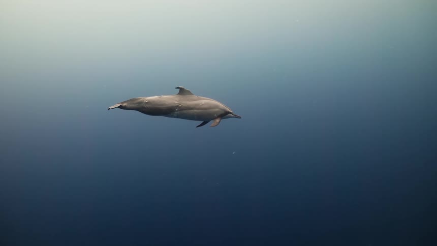 A lone shark swimming under water
