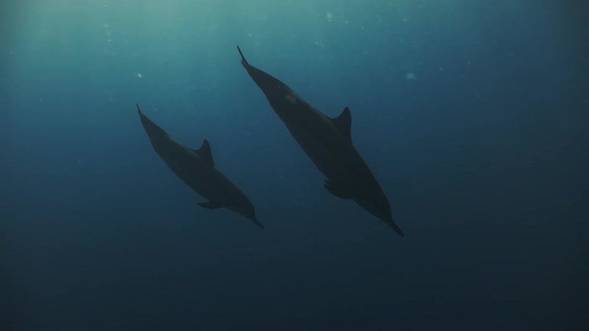 A clip of two dolphins swimming