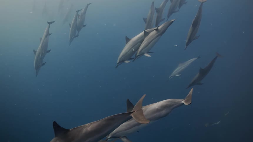 A pod of dolphins swimming together