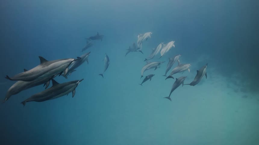 A group of dolphins are swimming underwater