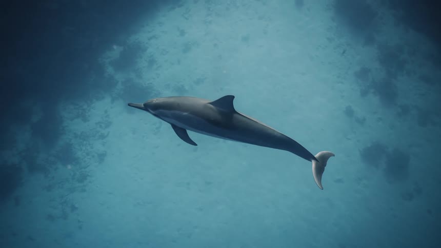 A dolphin swims over a seabed