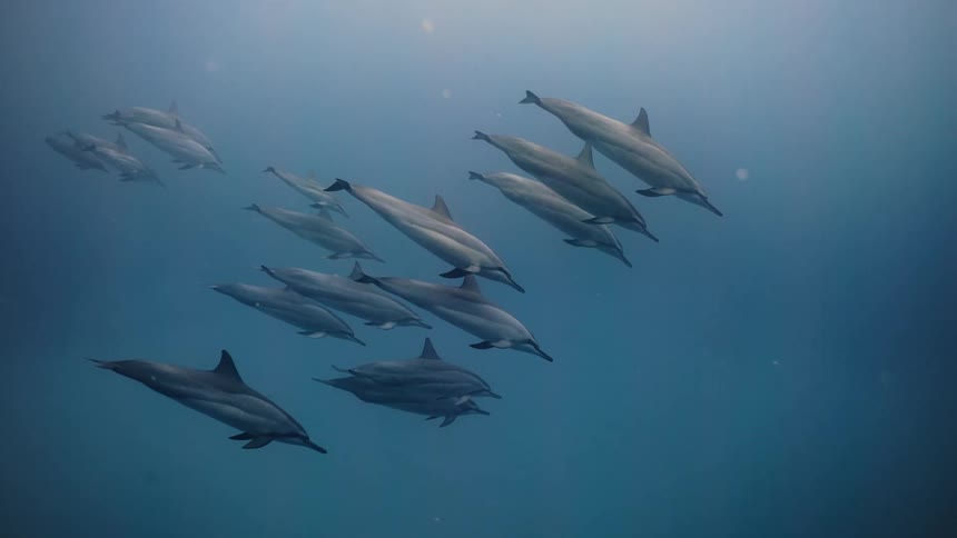 Group of dolphins swimming in the same direction