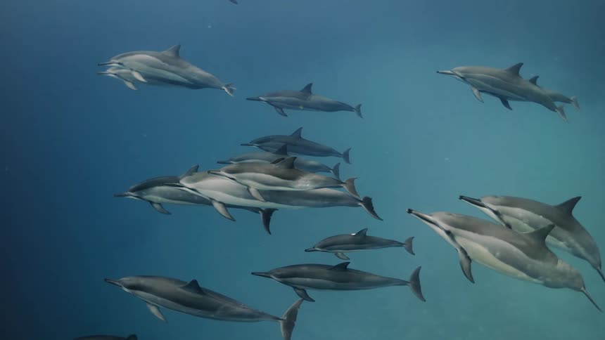 Group of dolphins swimming in the depths of the ocean together and in the same direction