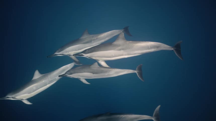 A school of several large fish swimming together underwater