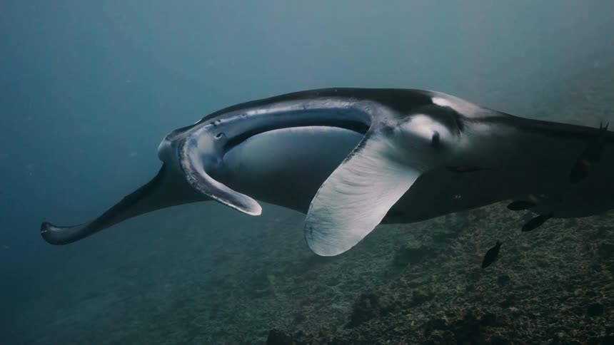 Stingray swimming under the corals and with fish around