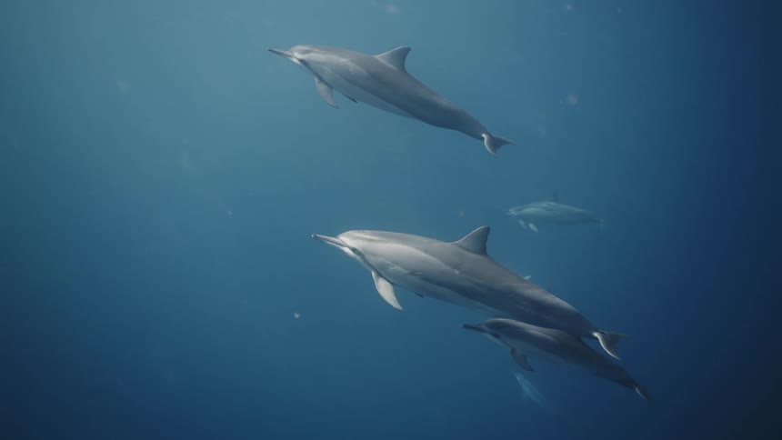 A group of dolphins swim towards the surface of an ocean