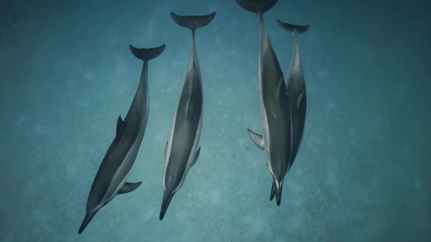 Four dolphins swimming together underwater