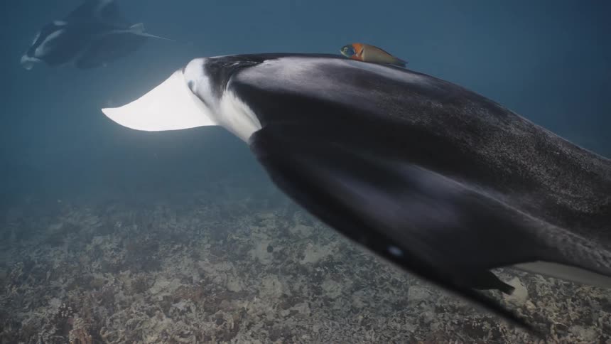 Stingray at the bottom of the ocean being accompanied by fish
