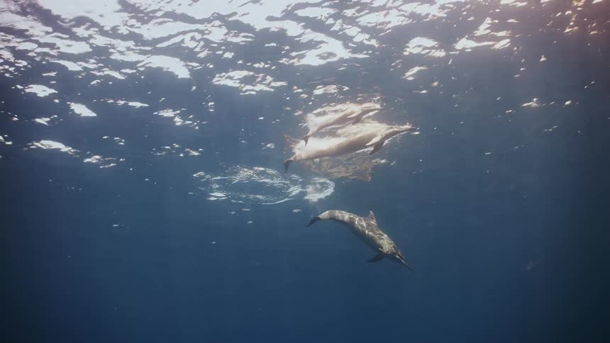Dolphins swimming near the surface across the ocean