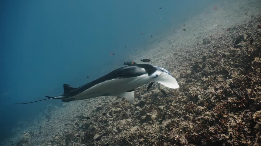 A stingray swimming near the ocean floor and some fish around it