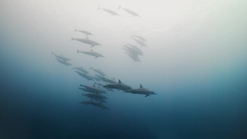 A pod of dolphins swims in the ocean