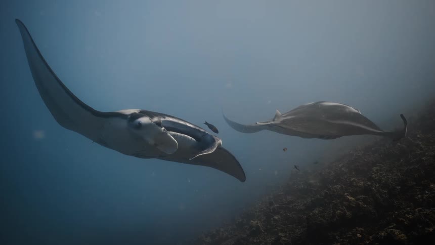 Two stingrays swimming together near the bottom of the sea and some fish around them