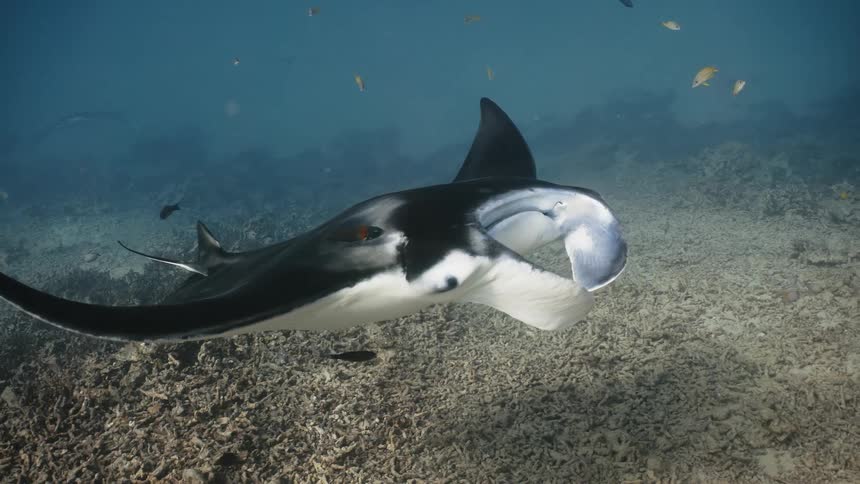 Stingray with some fish around it swimming near the corals