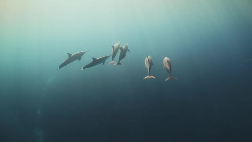 Dolphins swim towards the surface of the water