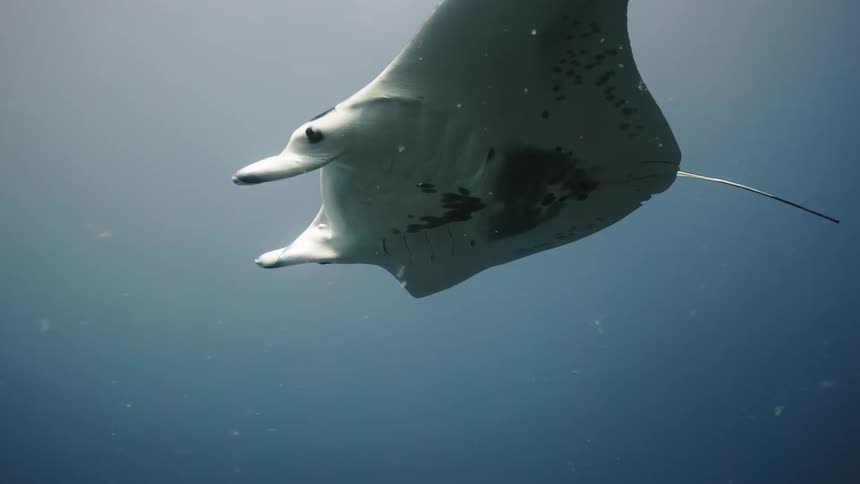 A manta ray swims past another in the ocean near a reef