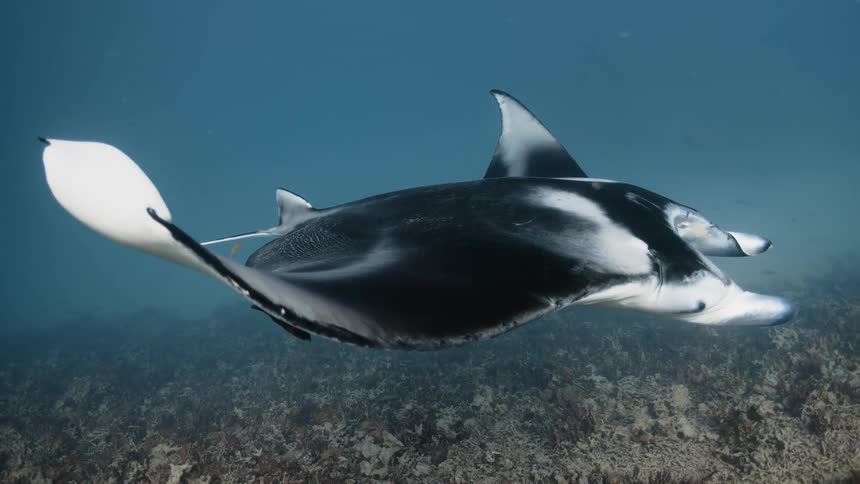 Stingray swimming over corals at the bottom of the sea