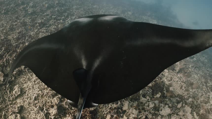A white stingray swimming at the bottom of the ocean