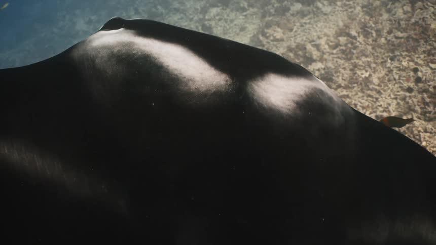 A stingray is swimming to the ocean floor