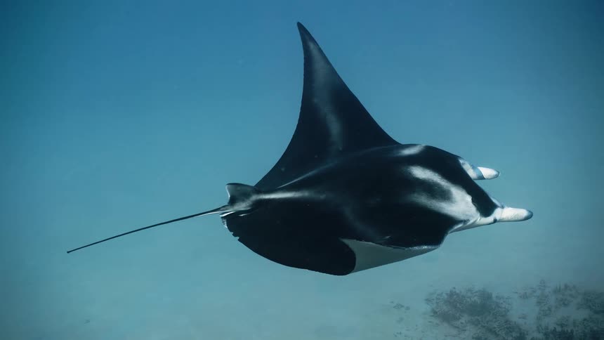 Stingray at the bottom of the sea in slow motion