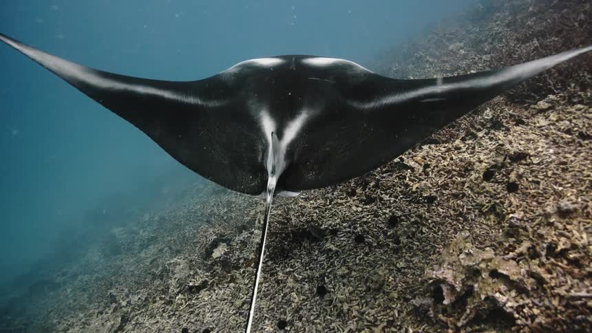 A stingray swimming to the bottom of the dark ocean
