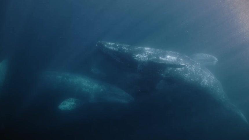 Whales in the ocean near the surface