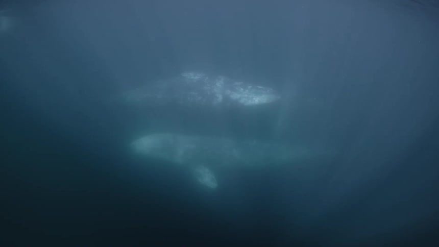 Two whales swim in the ocean