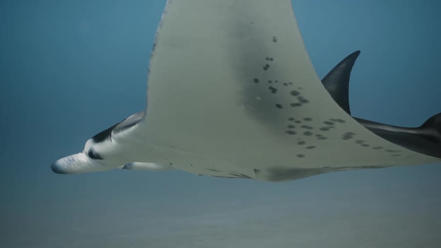 A stingray flapping its fins swimming underwater