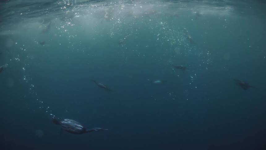 A group of cormorant birds swimming underwater