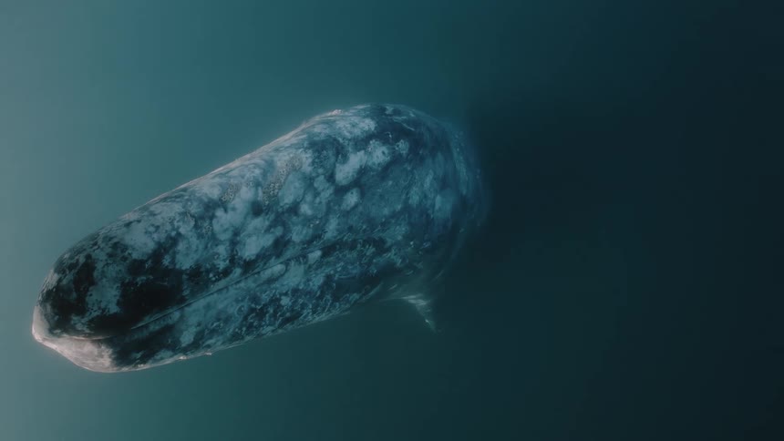 A whale floats underwater in the ocean