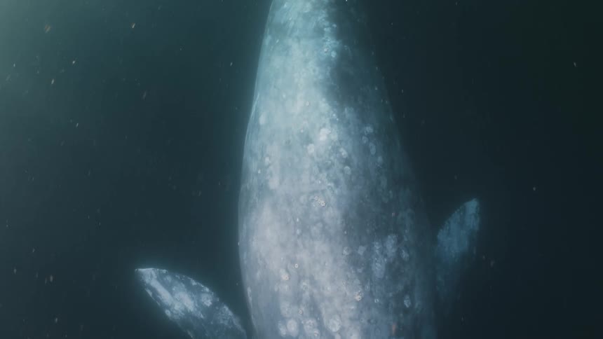 A clip of a gray whale swimming under the sea