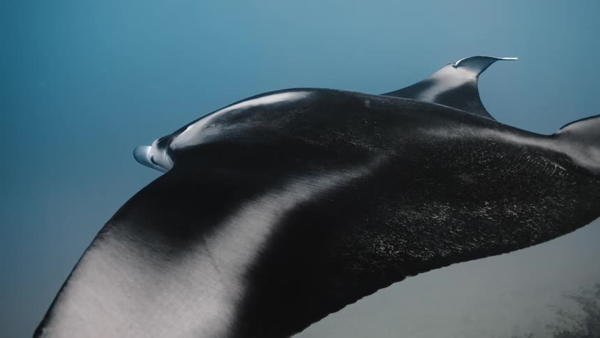 Black and white manta ray swims slowly over the seafloor