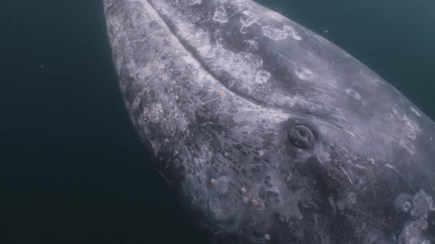 The large whale blows bubbles underwater