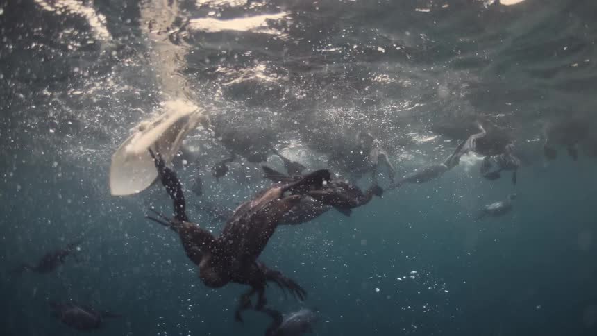 Numerous birds are diving and swimming underneath the surface of the water