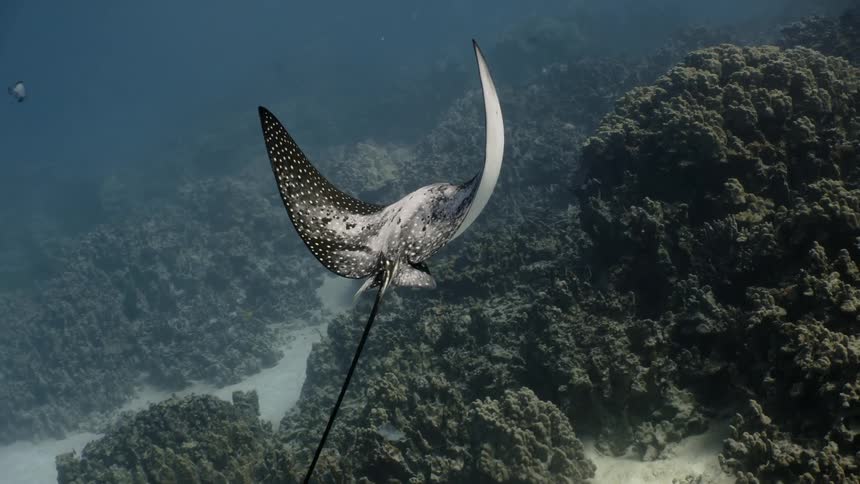 Spotted eagle ray swimming in water