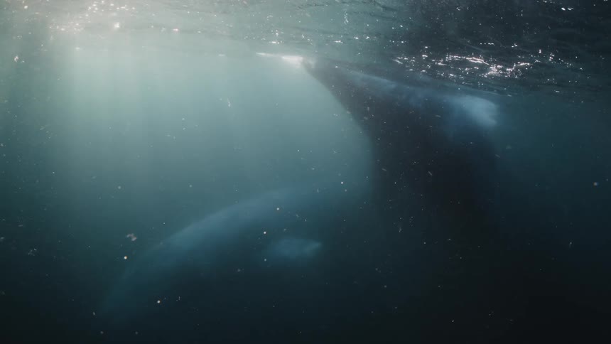 A large whale slowly floats up to the ocean surface while another is nearby