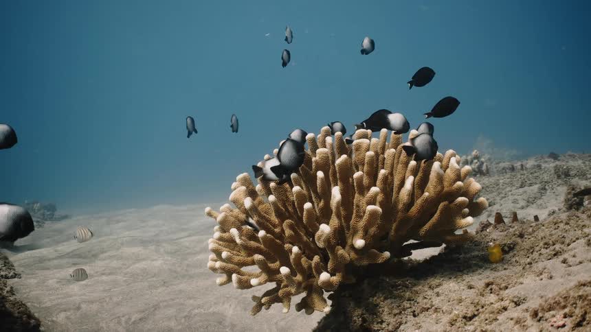 Several small fish are swimming on top of a coral formation underwater