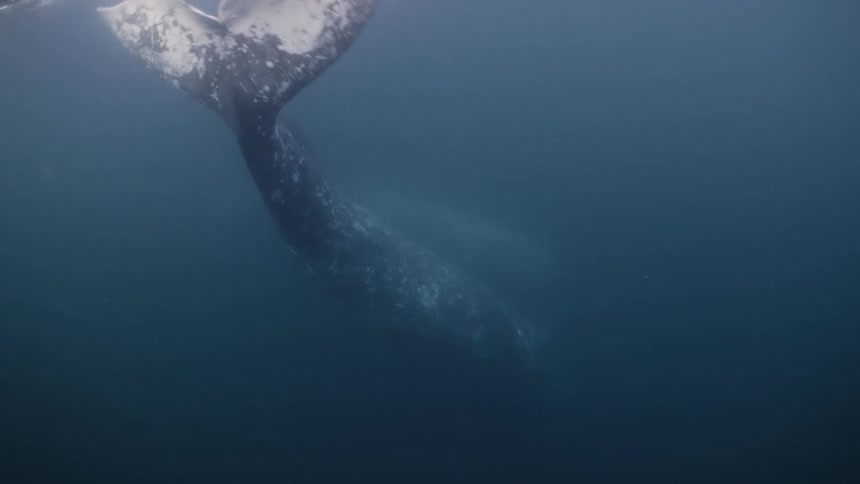 Underwater footage of a whale leaving a trail of air bubbles in the ocean